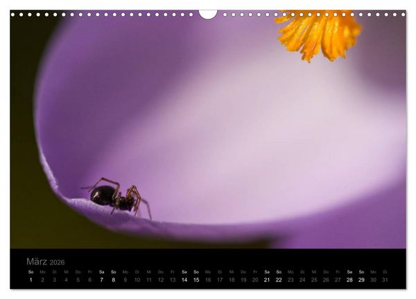 Produktbild: Natur im Detail (Wandkalender 2026 DIN A3 quer), CALVENDO Monatskalender