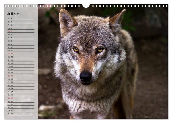 Produktbild: W&ouml;lfe. Graue Eminenzen (Wandkalender 2026 DIN A3 quer), CALVENDO Monatskalender