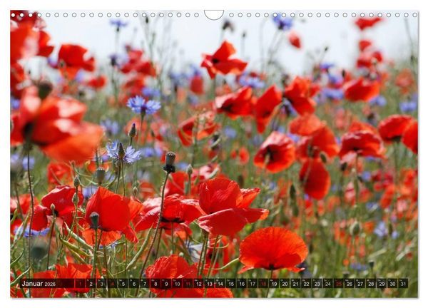 Produktbild: Farbtupfer auf sommerlichen Feldern - Mohn und Kornblumen (Wandkalender 2026 DIN A3 quer), CALVENDO Monatskalender