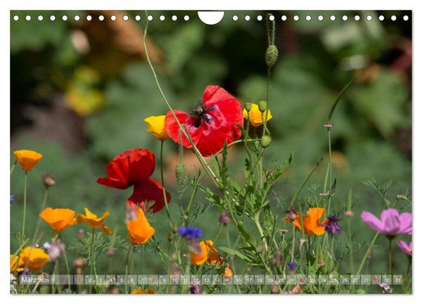 Produktbild: Mohn (Wandkalender 2026 DIN A4 quer), CALVENDO Monatskalender
