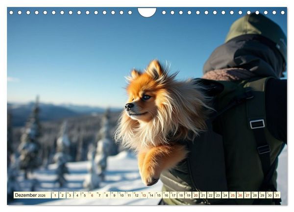 Produktbild: Tausendsassa - Pomeranian (Wandkalender 2026 DIN A4 quer), CALVENDO Monatskalender