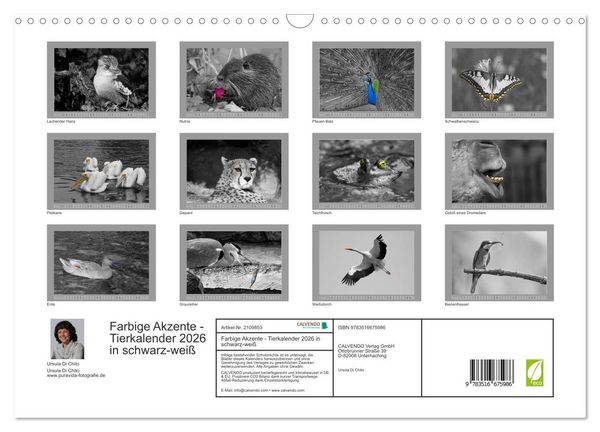 Produktbild: Farbige Akzente - Tierkalender 2026 in schwarz-wei&szlig; (Wandkalender 2026 DIN A3 quer), CALVENDO Monatskalender