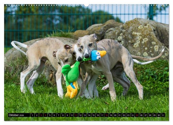 Produktbild: Schnell wie der Wind - Whippet (Wandkalender 2026 DIN A2 quer), CALVENDO Monatskalender