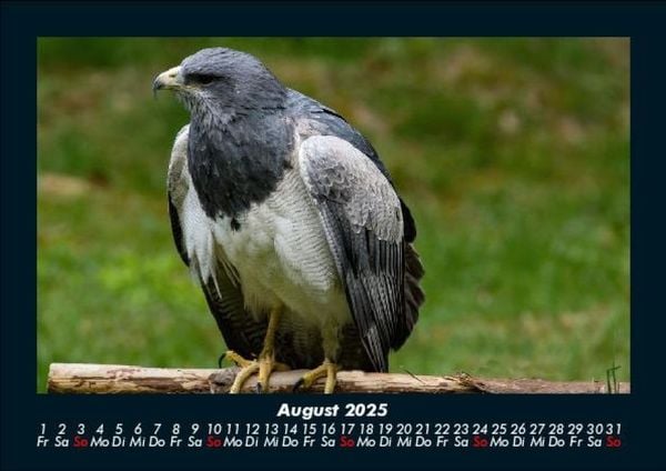 Produktbild: Vögel 2025 Fotokalender DIN A5