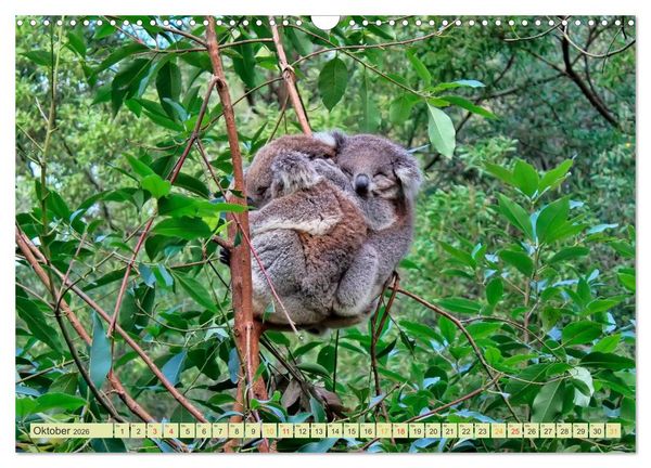 Produktbild: Koala - kleiner Teddy (Wandkalender 2026 DIN A3 quer), CALVENDO Monatskalender