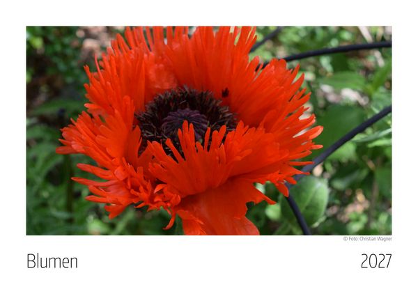 Produktbild: Blumen Kalender 2027