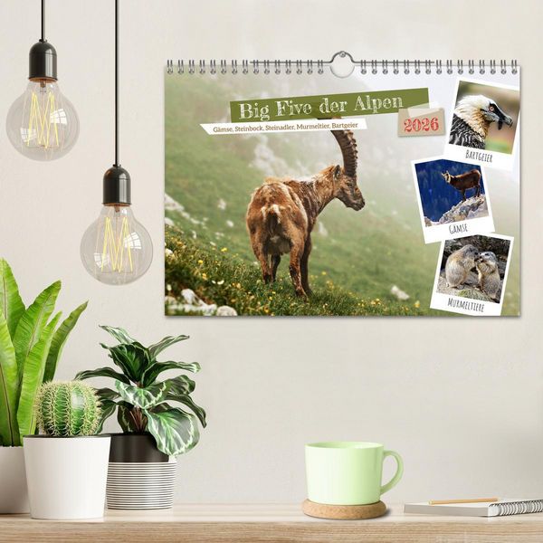 Produktbild: Big Five der Alpen G&auml;mse, Steinbock, Murmeltier, Steinadler, Bartgeier (Wandkalender 2026 DIN A4 quer), CALVENDO Monatskalender