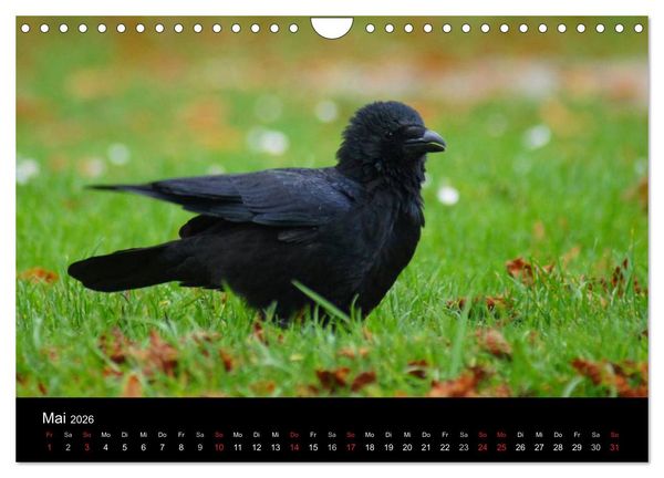 Produktbild: Das Leben der Rabenv&ouml;gel (Wandkalender 2026 DIN A4 quer), CALVENDO Monatskalender