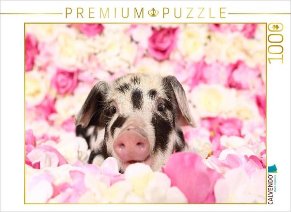 Produktbild: CALVENDO Puzzle Turopolje Ferkel | 1000 Teile Lege-Gr&ouml;&szlig;e 64x48cm Foto-Puzzle f&uuml;r gl&uuml;ckliche Stunden