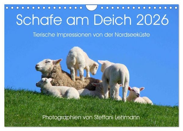 Produktbild: Schafe am Deich 2026. Tierische Impressionen von der Nordseek&uuml;ste (Wandkalender 2026 DIN A4 quer), CALVENDO Monatskalender