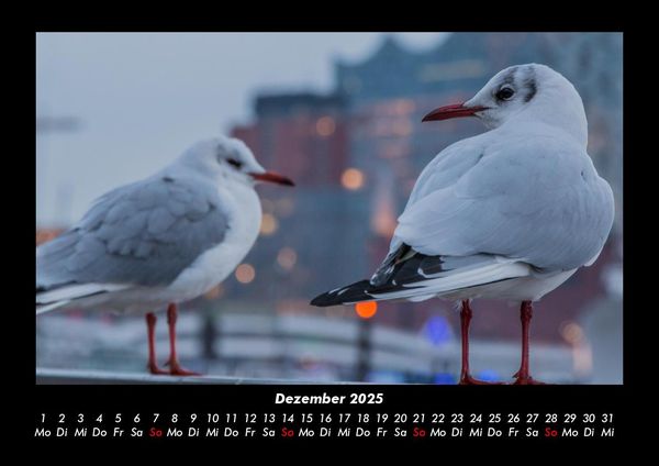 Produktbild: M&ouml;wen 2025 Fotokalender DIN A3