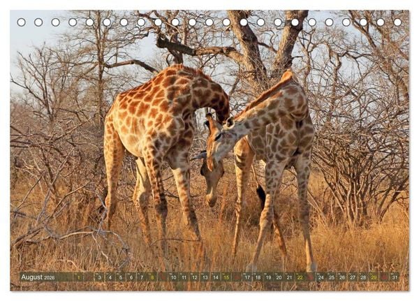 Produktbild: Giraffen - Sanftheit und Anmut (Tischkalender 2026 DIN A5 quer), CALVENDO Monatskalender
