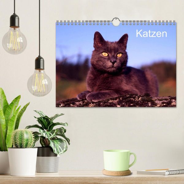 Produktbild: Katzen (Wandkalender 2026 DIN A4 quer), CALVENDO Monatskalender