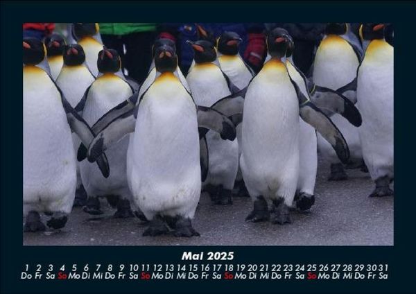 Produktbild: Pinguine & Eisb&auml;ren 2025 Fotokalender DIN A5