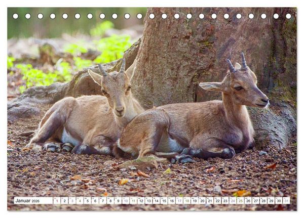 Produktbild: Steinb&ouml;cke - imposante Tiere (Tischkalender 2026 DIN A5 quer), CALVENDO Monatskalender