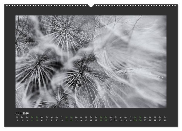 Produktbild: Pflanzen in Schwarz und Wei&szlig; (hochwertiger Premium Wandkalender 2026 DIN A2 quer), Kunstdruck in Hochglanz