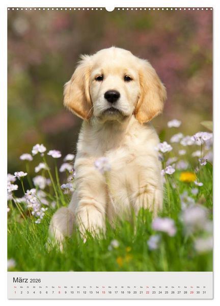Produktbild: Hundewelpen (hochwertiger Premium Wandkalender 2026 DIN A2 hoch), Kunstdruck in Hochglanz