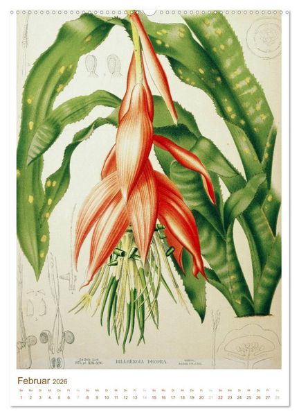 Produktbild: Bl&uuml;ten: Zeichnungen und Stiche aus dem 19. Jahrhundert (hochwertiger Premium Wandkalender 2026 DIN A2 hoch), Kunstdruck in Hochglanz