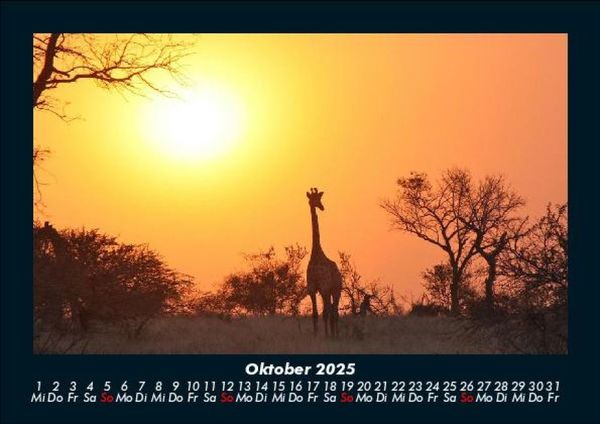 Produktbild: Giraffen 2025 Fotokalender DIN A5