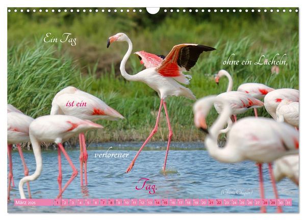 Produktbild: The Power Of Pink (Wandkalender 2026 DIN A3 quer), CALVENDO Monatskalender