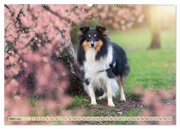Produktbild: SHELTIES Liebe auf 4 Pfoten (Wandkalender 2026 DIN A2 quer), CALVENDO Monatskalender