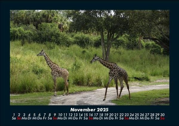 Produktbild: Giraffen 2025 Fotokalender DIN A5