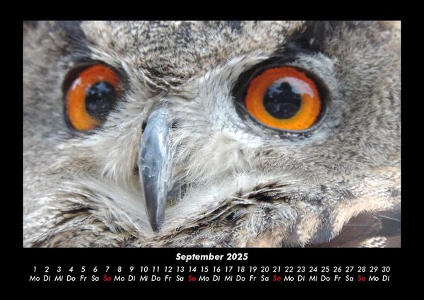 Produktbild: Vogelparadies 2025 Fotokalender DIN A3