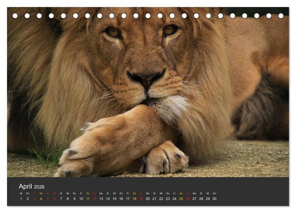 Produktbild: Tierpark-Gera (Tischkalender 2026 DIN A5 quer), CALVENDO Monatskalender