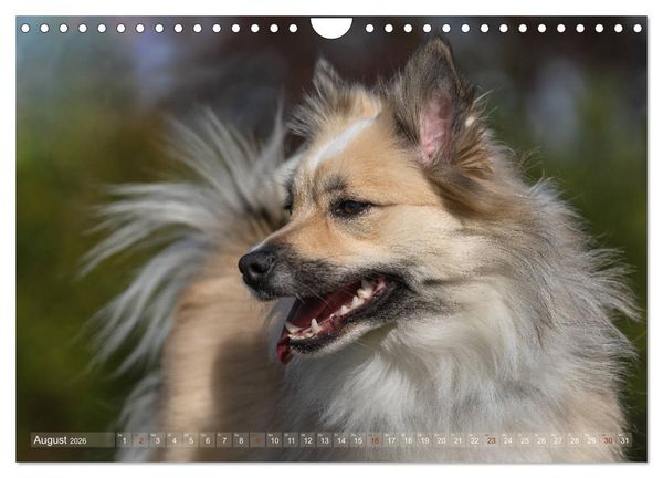 Produktbild: Islandhunde im Portrait (Wandkalender 2026 DIN A4 quer), CALVENDO Monatskalender