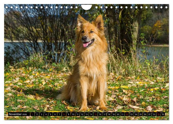 Produktbild: Altdeutsche H&uuml;tehunde - Fast vergessen (Wandkalender 2026 DIN A4 quer), CALVENDO Monatskalender