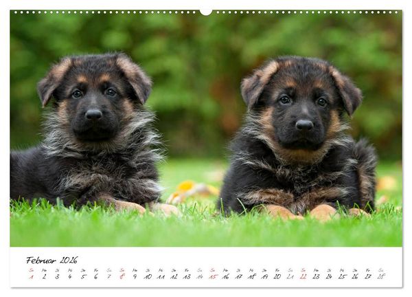 Produktbild: Deutscher Sch&auml;ferhund - Welpen / CH-Version (Wandkalender 2026 DIN A2 quer), CALVENDO Monatskalender