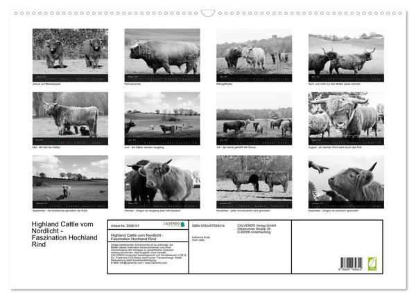 Produktbild: Highland Cattle vom Nordlicht - Faszination Hochland Rind (Wandkalender 2026 DIN A2 quer), CALVENDO Monatskalender