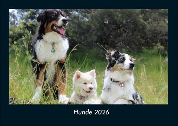 Produktbild: Hunde 2026 Fotokalender DIN A4