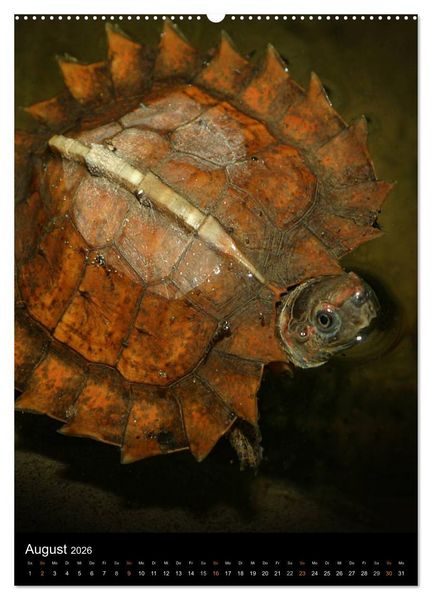 Produktbild: Auge in Auge mit coolen Typen - REPTILIEN (hochwertiger Premium Wandkalender 2026 DIN A2 hoch), Kunstdruck in Hochglanz
