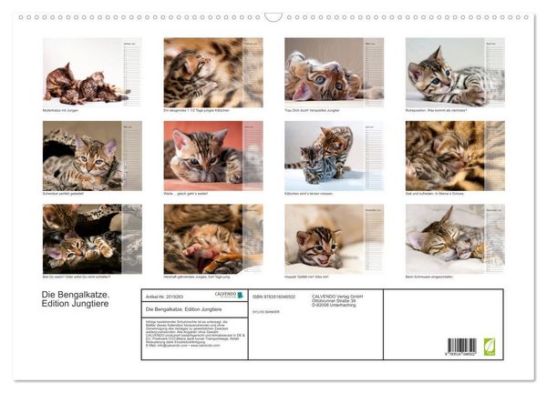 Produktbild: Die Bengalkatze. Edition Jungtiere (Wandkalender 2026 DIN A2 quer), CALVENDO Monatskalender