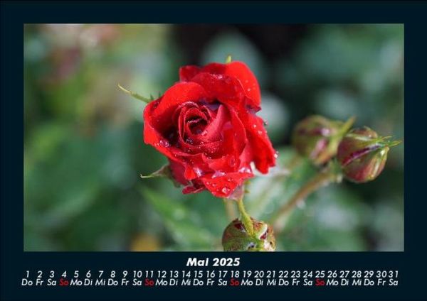 Produktbild: Rosentraum 2025 Fotokalender DIN A5