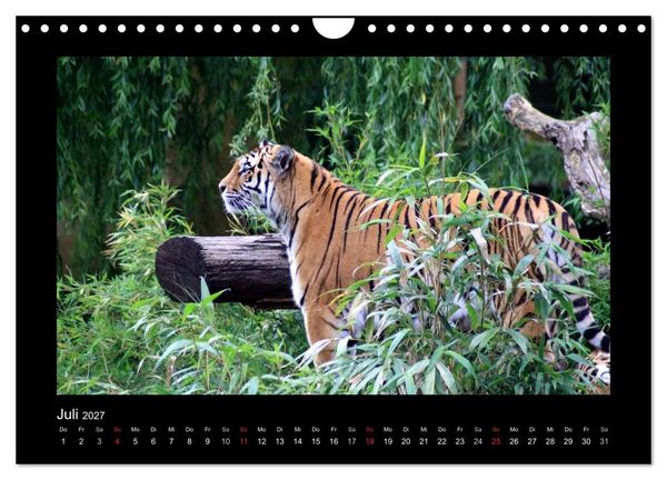 Produktbild: Welt der Katzen - Tiger (Wandkalender 2027 DIN A4 quer), CALVENDO Monatskalender