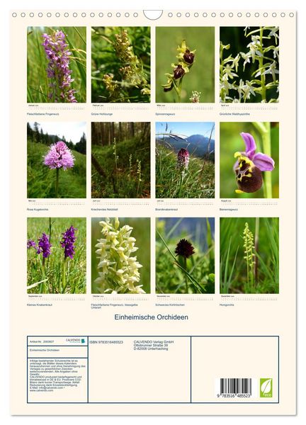 Produktbild: Einheimische Orchideen (Wandkalender 2026 DIN A3 hoch), CALVENDO Monatskalender
