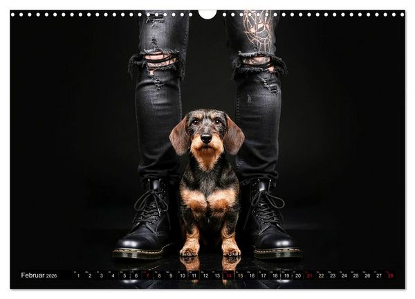 Produktbild: Coole Typen - Rauhaardackel (Wandkalender 2026 DIN A3 quer), CALVENDO Monatskalender