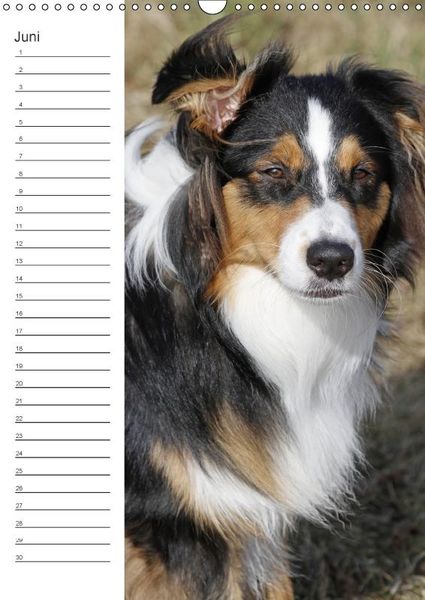 Produktbild: Der Aussie - Geburtstagskalender (Wandkalender immerw&auml;hrend DIN A3 hoch)