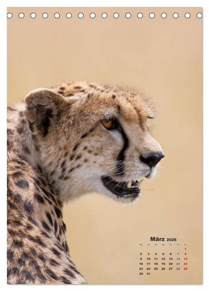 Produktbild: Emotionale Momente: Raubkatzen - die schnellen J&auml;ger. (Tischkalender 2026 DIN A5 hoch), CALVENDO Monatskalender