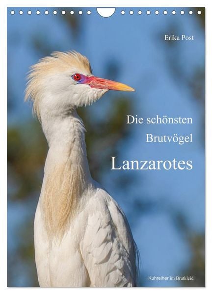 Produktbild: Die sch&ouml;nsten Brutv&ouml;gel Lanzarotes (Wandkalender 2027 DIN A4 hoch), CALVENDO Monatskalender