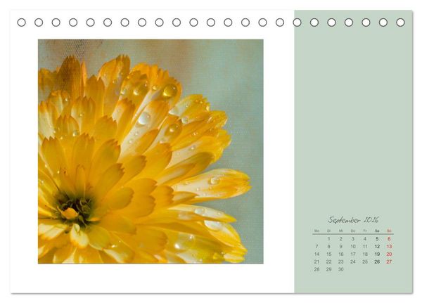 Produktbild: Bl&uuml;tentr&auml;ume (Tischkalender 2026 DIN A5 quer), CALVENDO Monatskalender