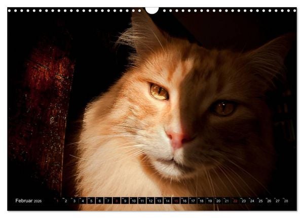 Produktbild: KATZEN Beautys (Wandkalender 2026 DIN A3 quer), CALVENDO Monatskalender