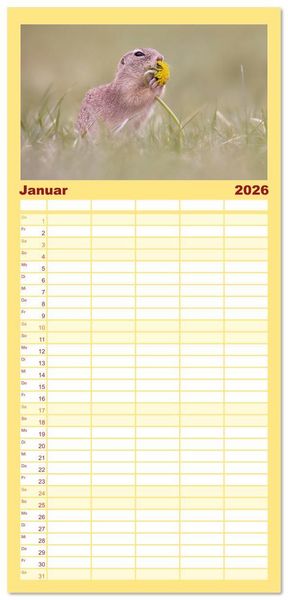Produktbild: Familienplaner 2026 - Zauberhafte Ziesel mit 5 Spalten (Wandkalender, 21 x 45 cm) CALVENDO