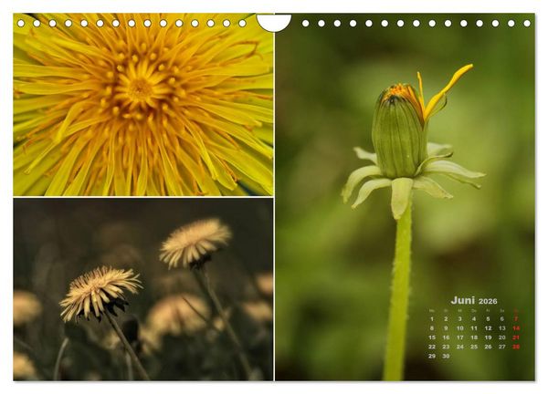 Produktbild: Blumenreise 2026 (Wandkalender 2026 DIN A4 quer), CALVENDO Monatskalender