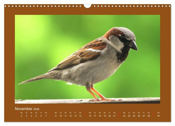 Produktbild: Vogelportr&auml;ts - Heimische V&ouml;gel auf meinem Balkon (Wandkalender 2026 DIN A3 quer), CALVENDO Monatskalender