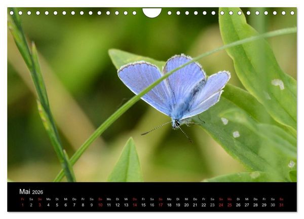 Produktbild: Schmetterlinge in Deutschland (Wandkalender 2026 DIN A4 quer), CALVENDO Monatskalender