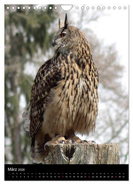 Produktbild: Scharfe Krallen, scharfe Augen, Greifv&ouml;gel und Eulen im Wildpark (Wandkalender 2026 DIN A4 hoch), CALVENDO Monatskalender