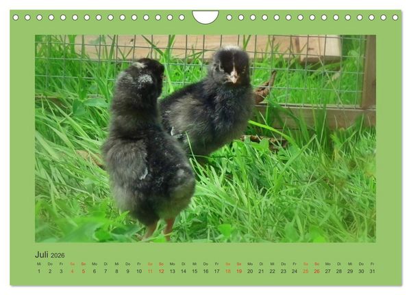 Produktbild: Wer schnattert und gackert denn da? - K&uuml;ken-Edition (Wandkalender 2026 DIN A4 quer), CALVENDO Monatskalender